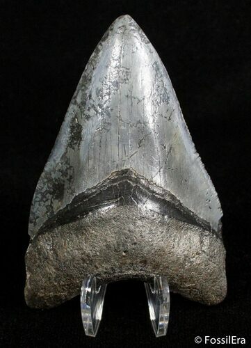 Inch Long Megalodon Tooth #2903